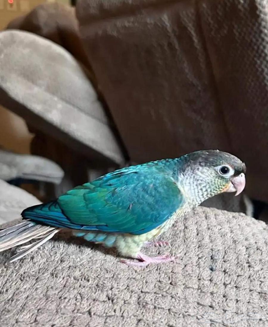 للبيع فرخ كنيور يلوسايد تركواز64365469403139110