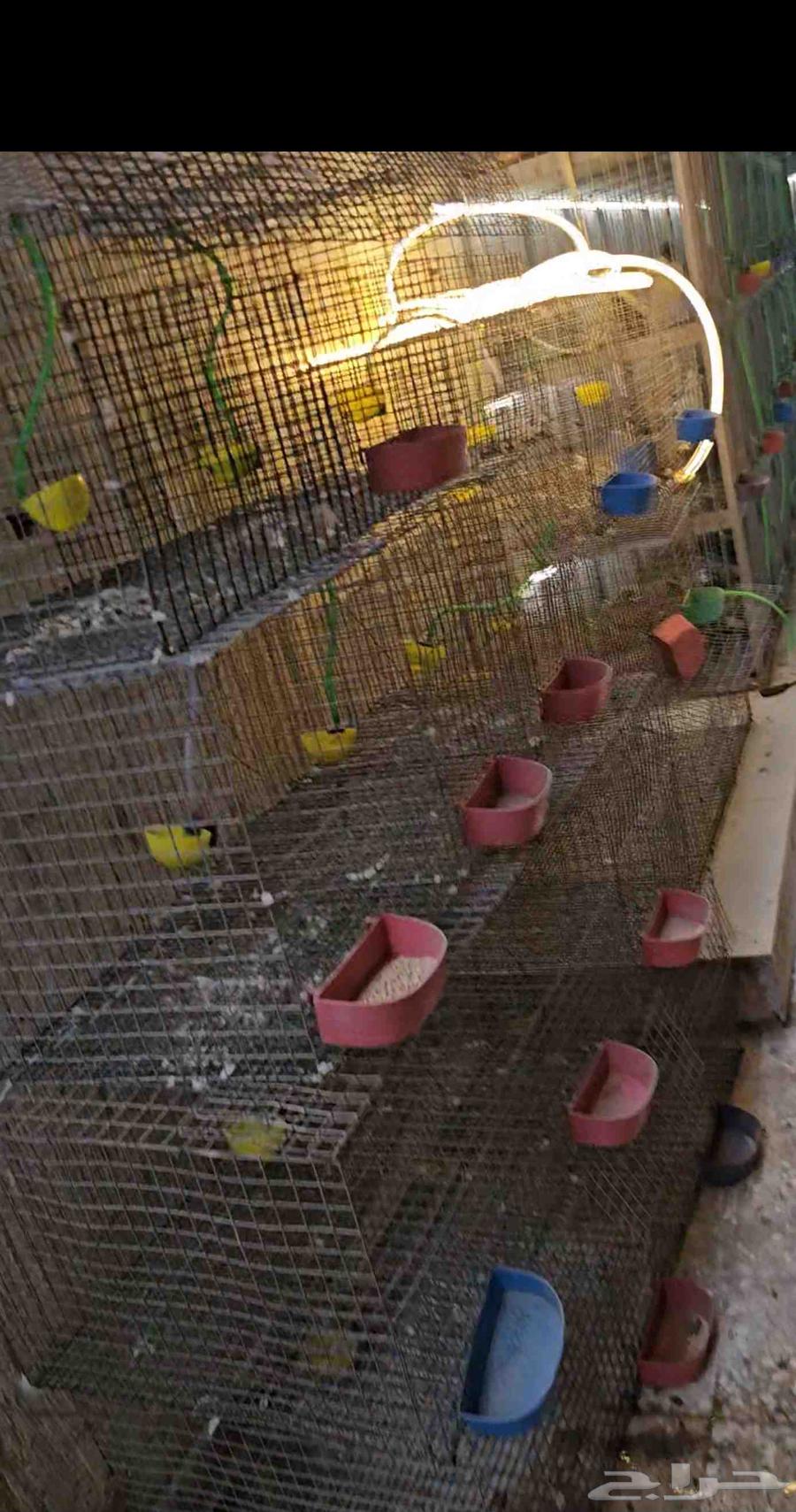 محاكر حديد للبيع مع شبوك وصاله عرض64372521517185114