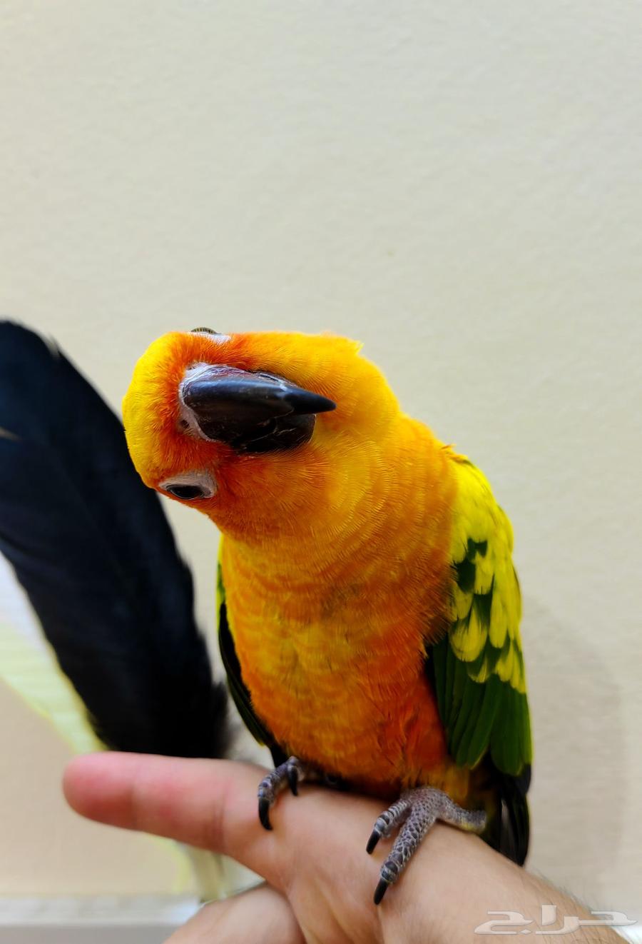 Sun Conure Parrot Trained by Hand Like a Pet Dove64376229801987112