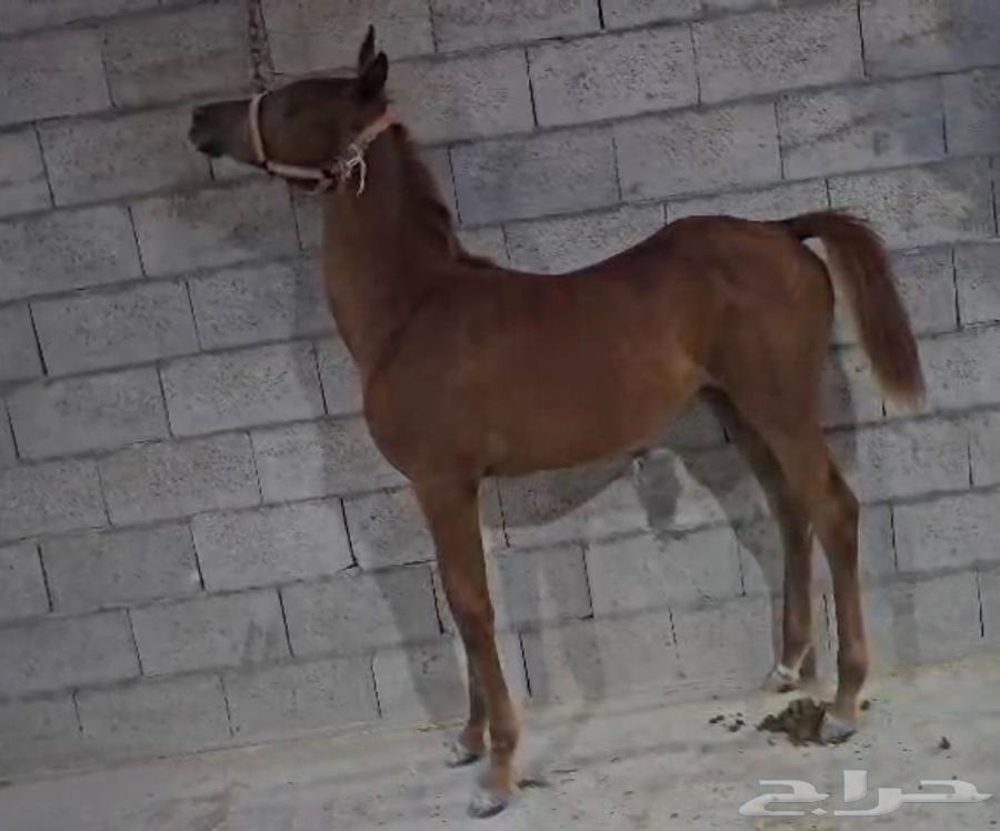 مهره شعبيه الاب واهو اسود64376185205250110