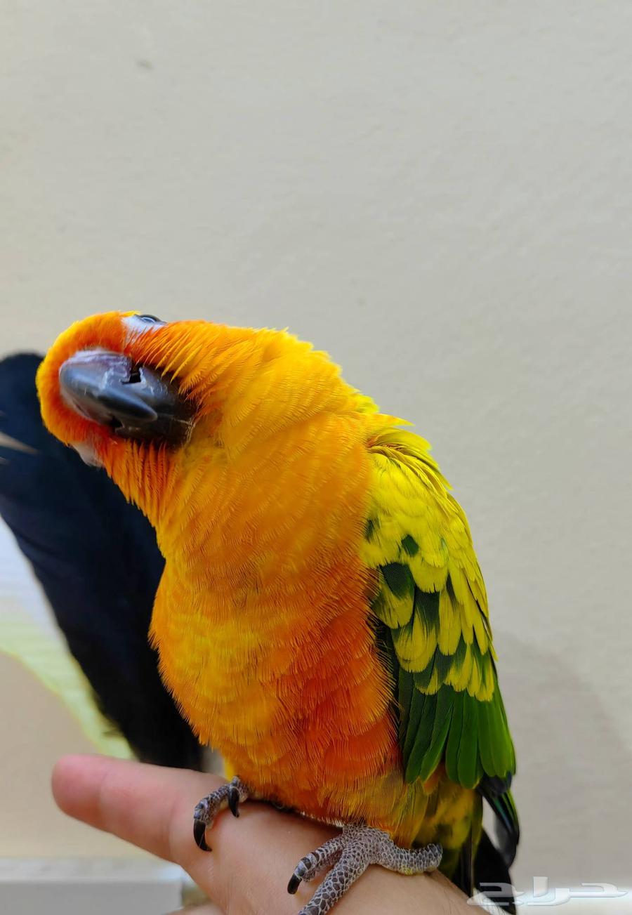 Sun Conure Parrot Trained by Hand Like a Pet Dove64376229801987113