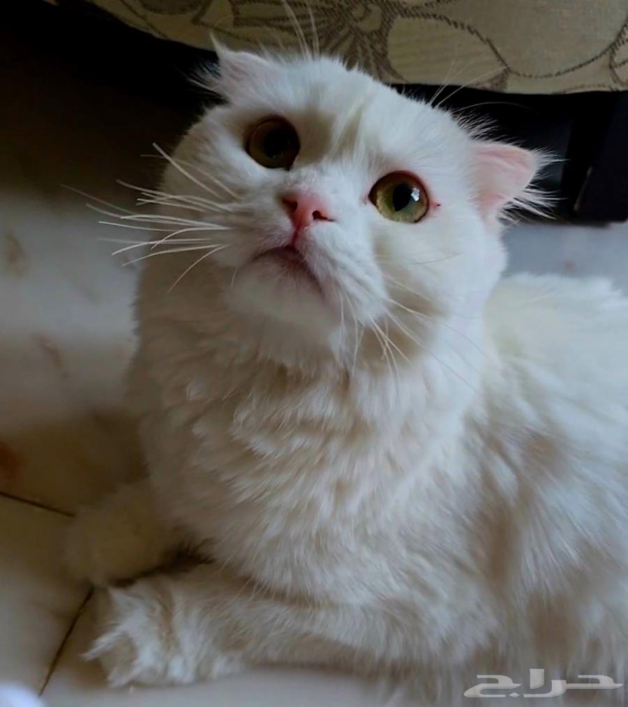 قطه سكوتش فولد للبيع64371745275266110