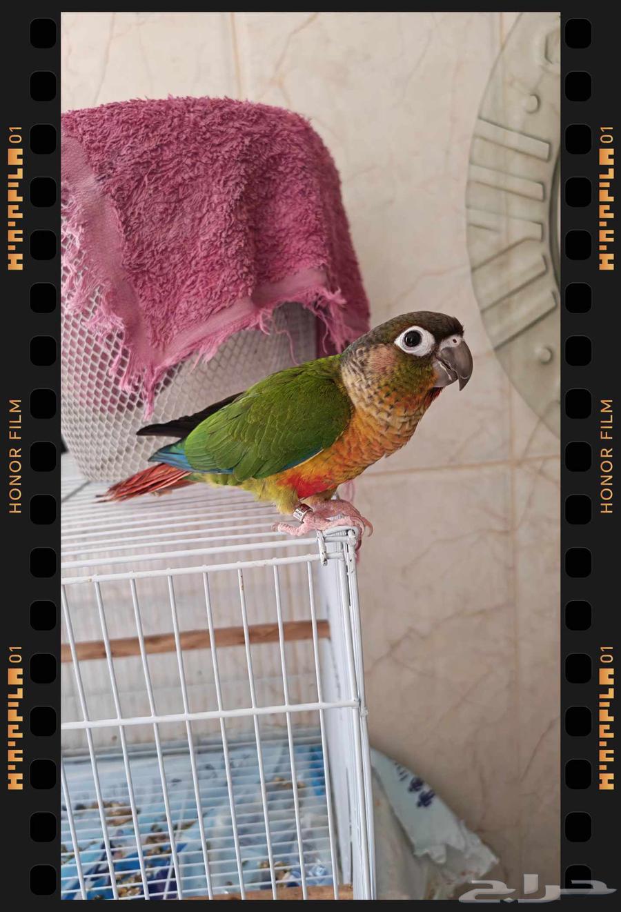 كنيور يلو سايد صحه ونظامه ماشاء الله64375798265475110