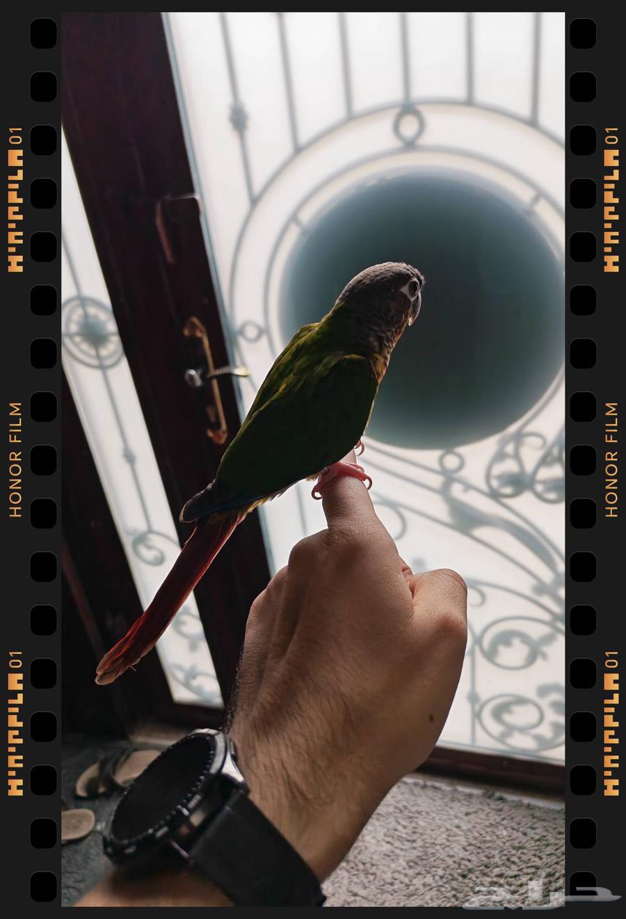 كنيور يلو سايد صحه ونظامه ماشاء الله64375798265475113