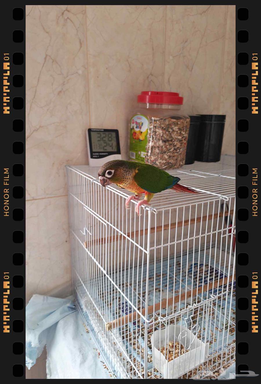 كنيور يلو سايد صحه ونظامه ماشاء الله64375798265475112