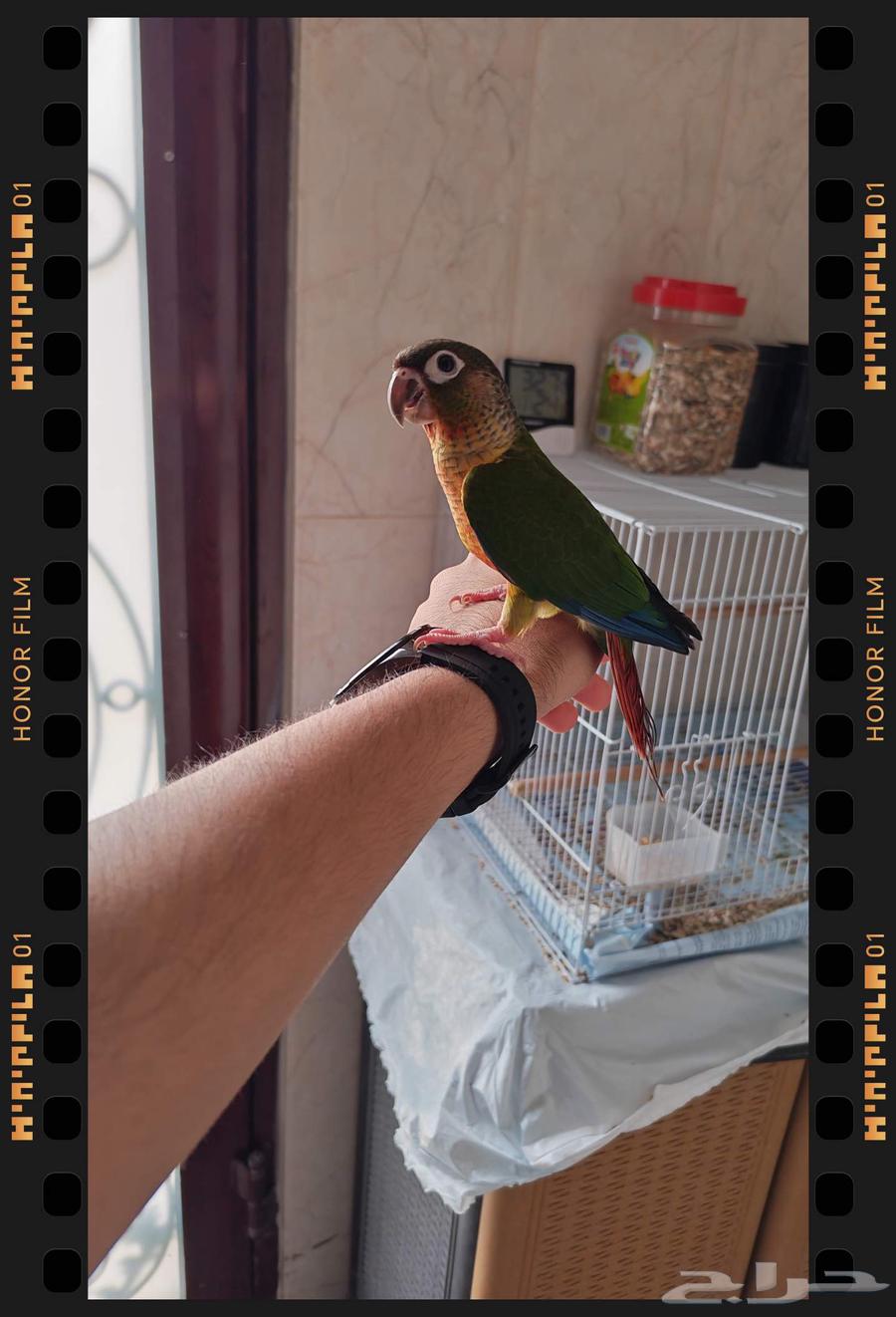 كنيور يلو سايد صحه ونظامه ماشاء الله64375798265475111