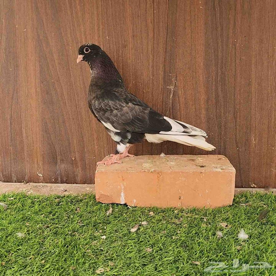 طبات حمام قطيفي64375902195331110