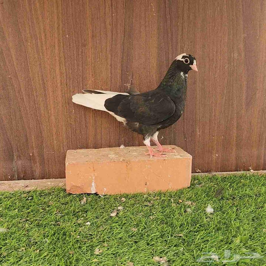 طبات حمام قطيفي64375902195331113