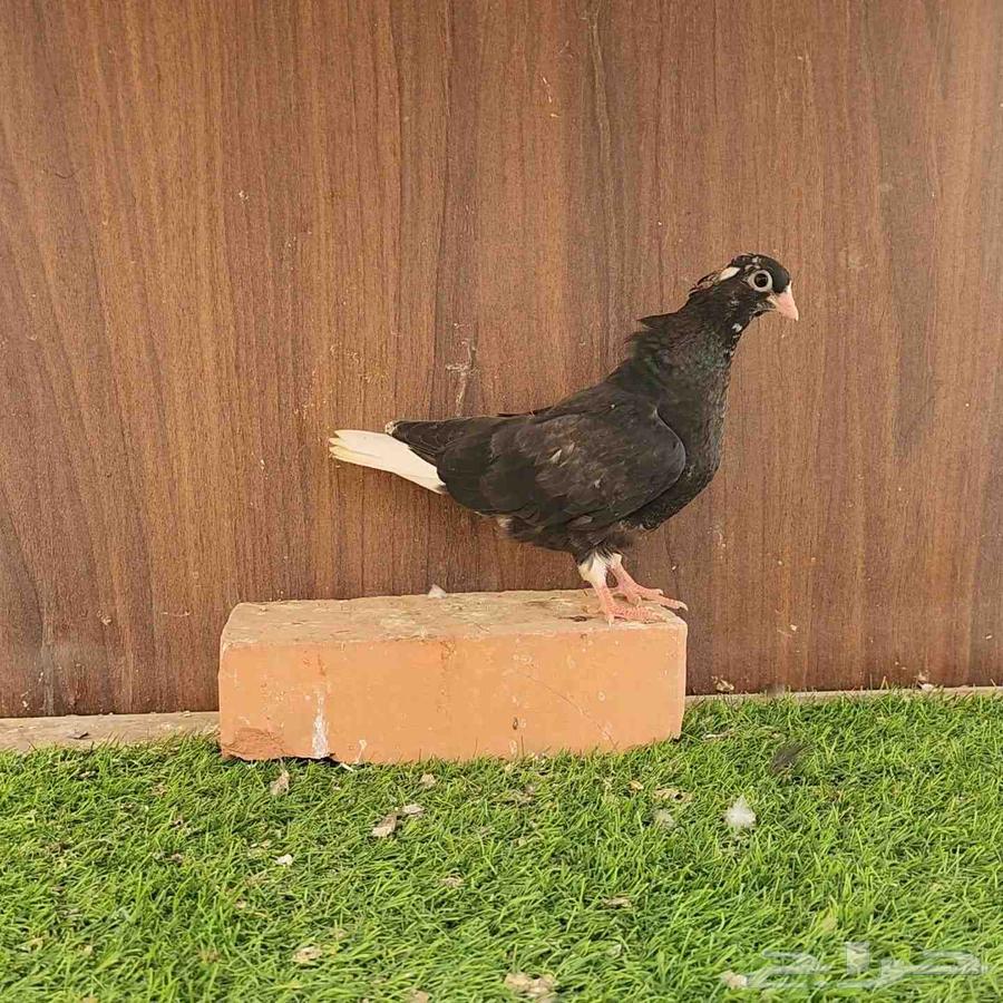 طبات حمام قطيفي64375902195331111