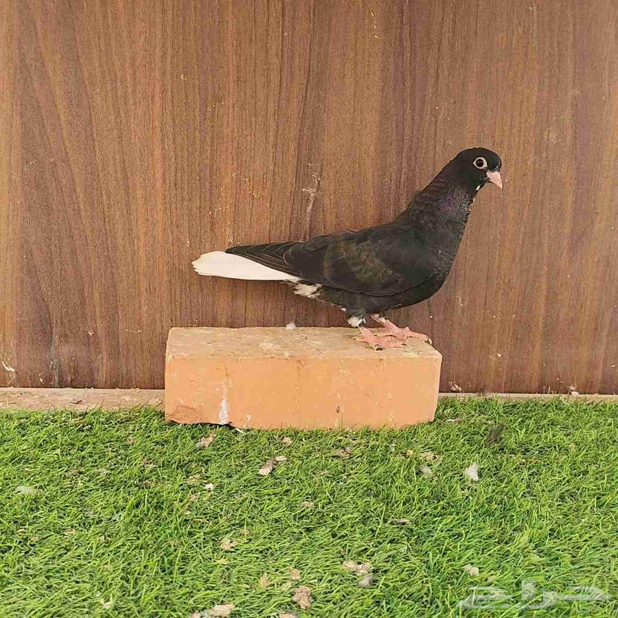 طبات حمام قطيفي64375902195331114