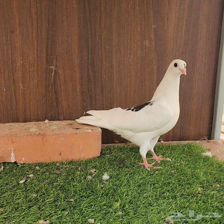 طبات حمام قطيفي64375902195331112