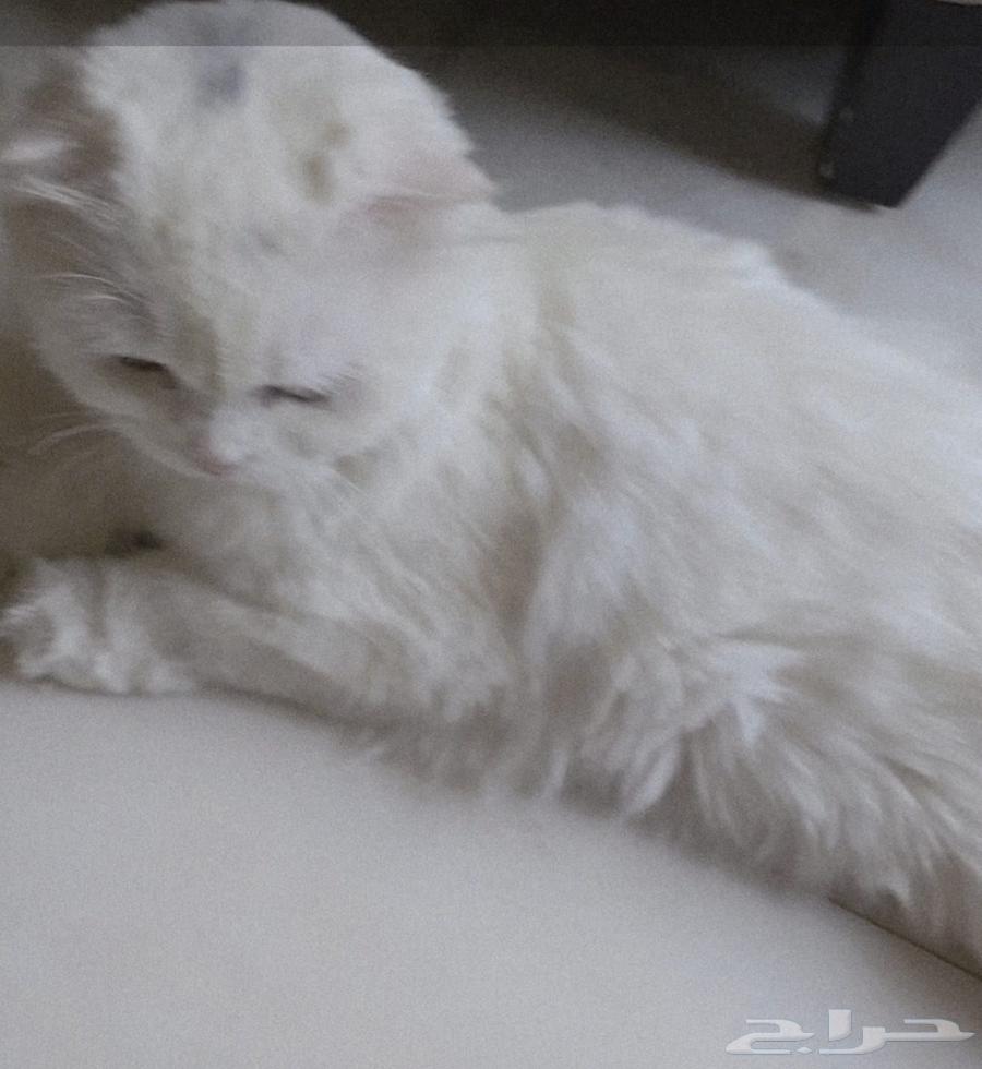 قطه سكوتش فولد للبيع64371745275266111