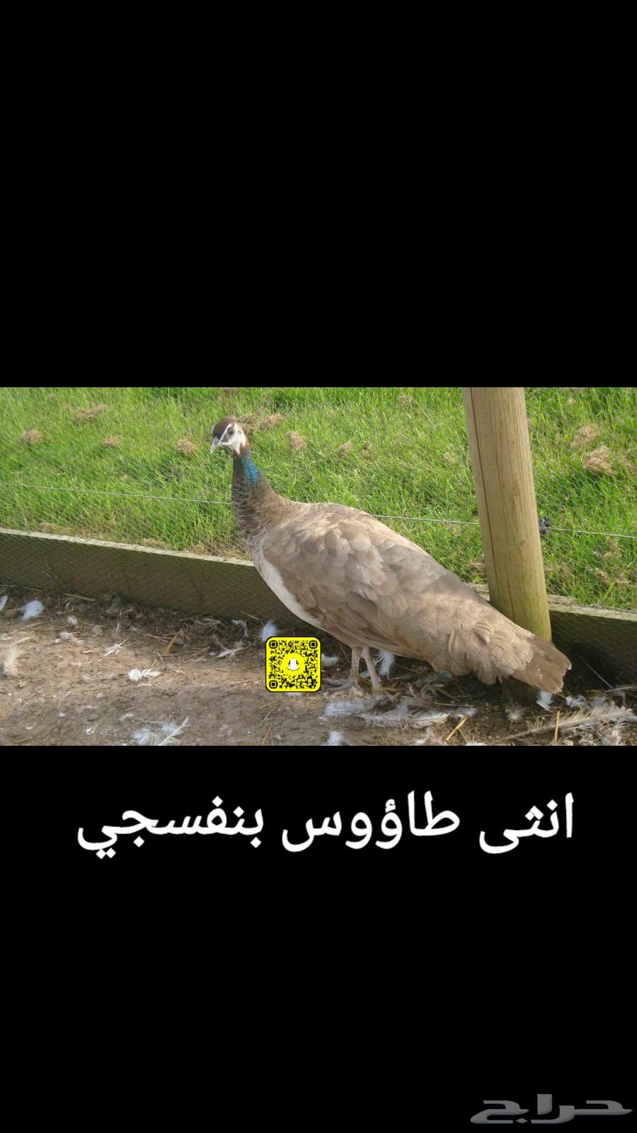 طاووس طاؤوس بنفسجي ( بيربل ) لاهل التميز64373448157826111