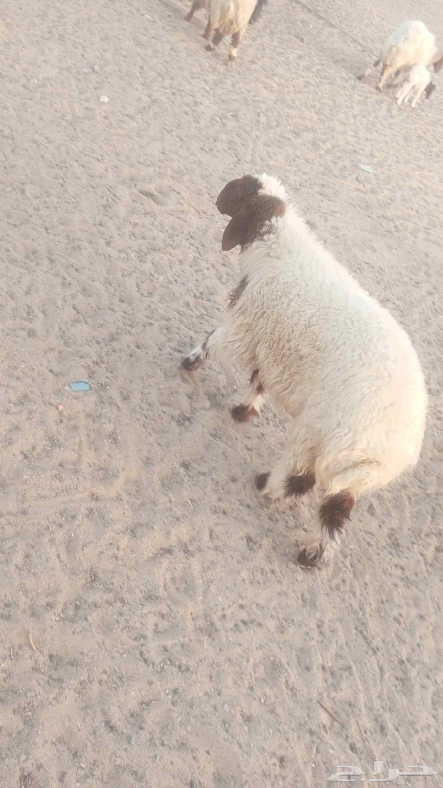 رخال نعييم للبيع ذبايك طيبه64371104142851114