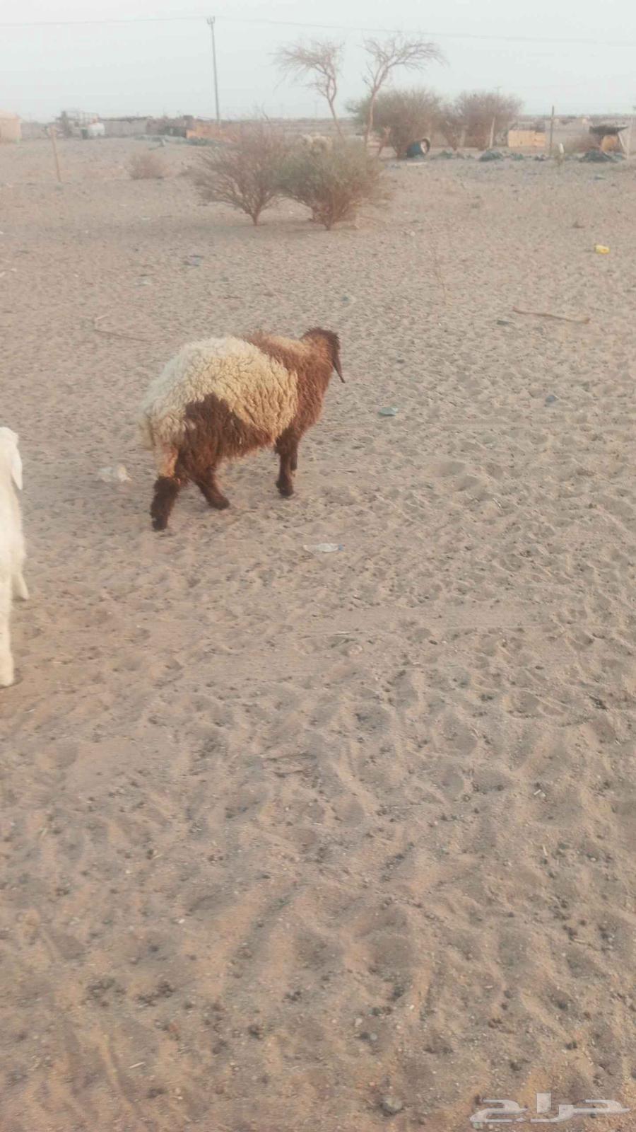 رخال نعييم للبيع ذبايك طيبه64371104142851111