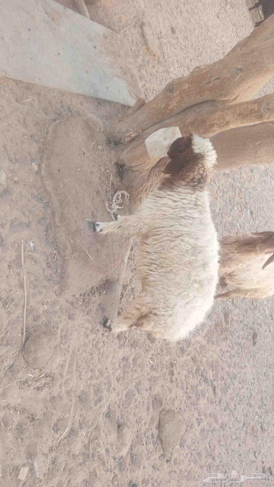 رخال نعييم للبيع ذبايك طيبه64371104142851113