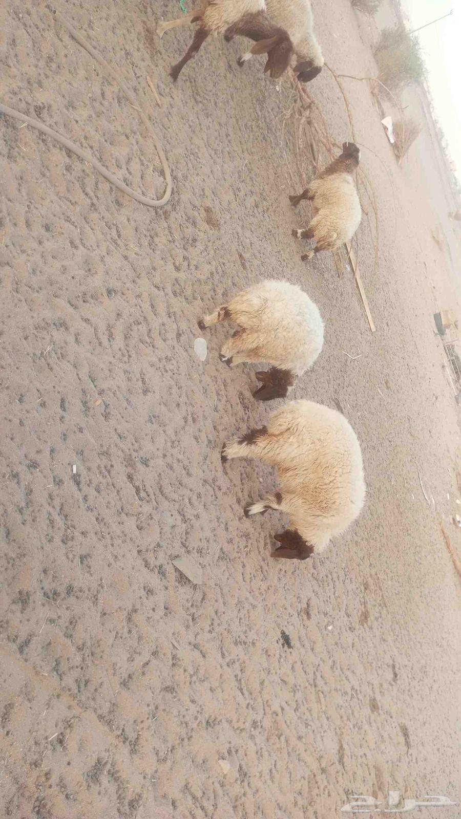 رخال نعييم للبيع ذبايك طيبه64371104142851110