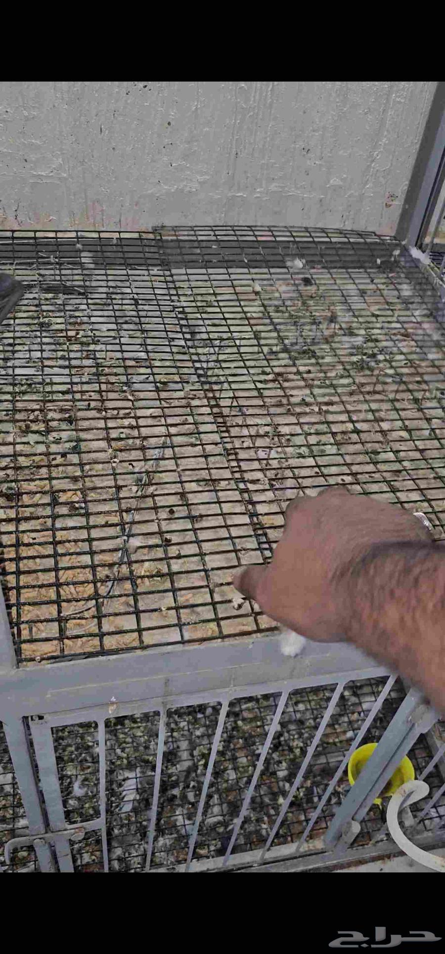 محاكر حديد للبيع مع شبوك وصاله عرض64372521517185112