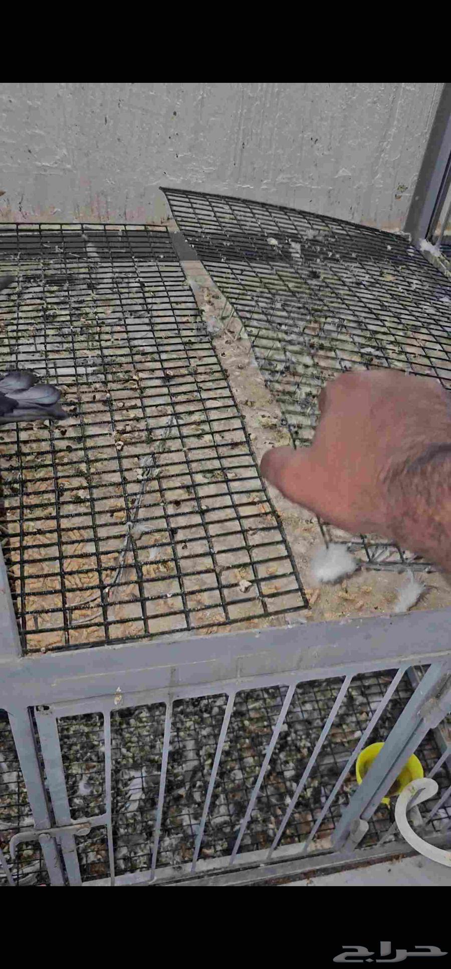 محاكر حديد للبيع مع شبوك وصاله عرض64372521517185113