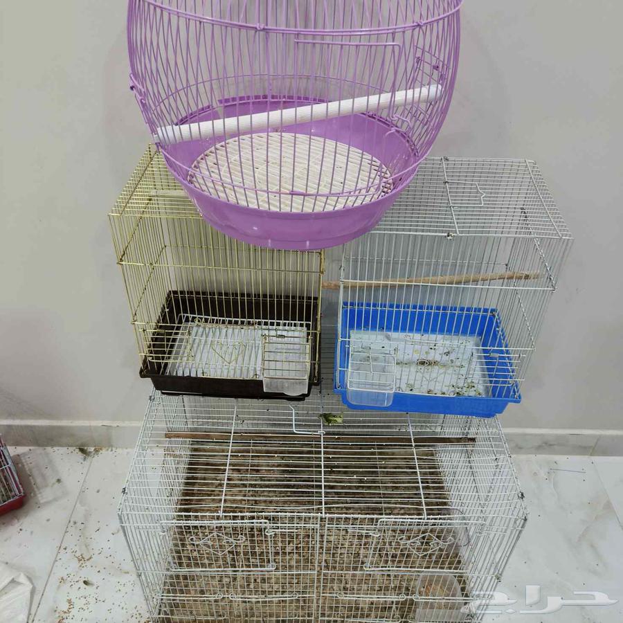 اقفاصه متنوعه كلهم على 60 ريال الصامل يتواصل معي64371686989441110