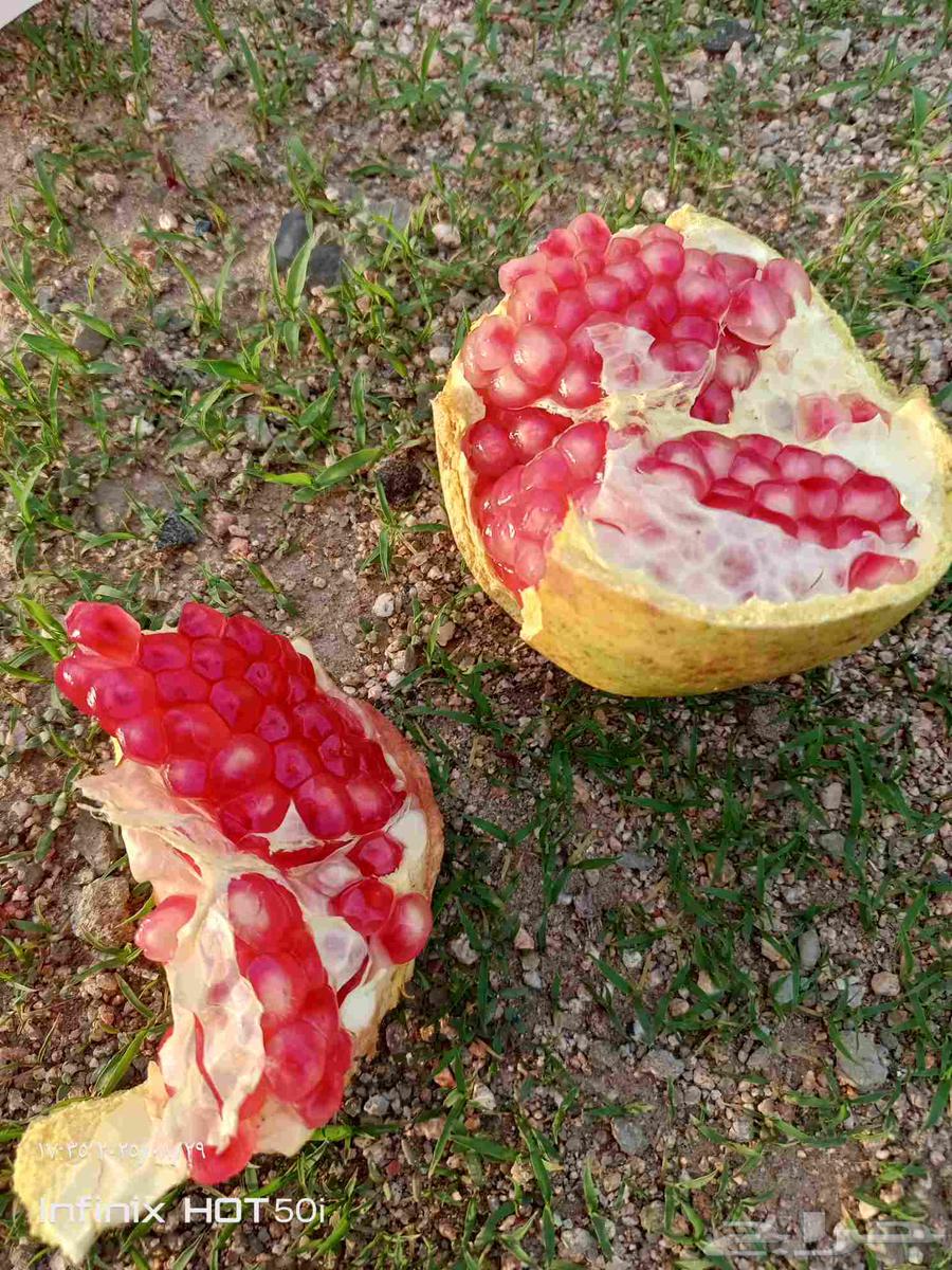 رمان درجه أولى64371657832834110