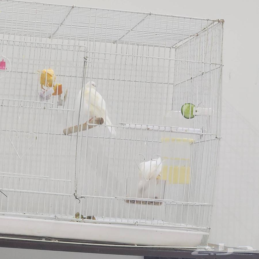 Male canaries ready for breeding and singing condition64367114761347114