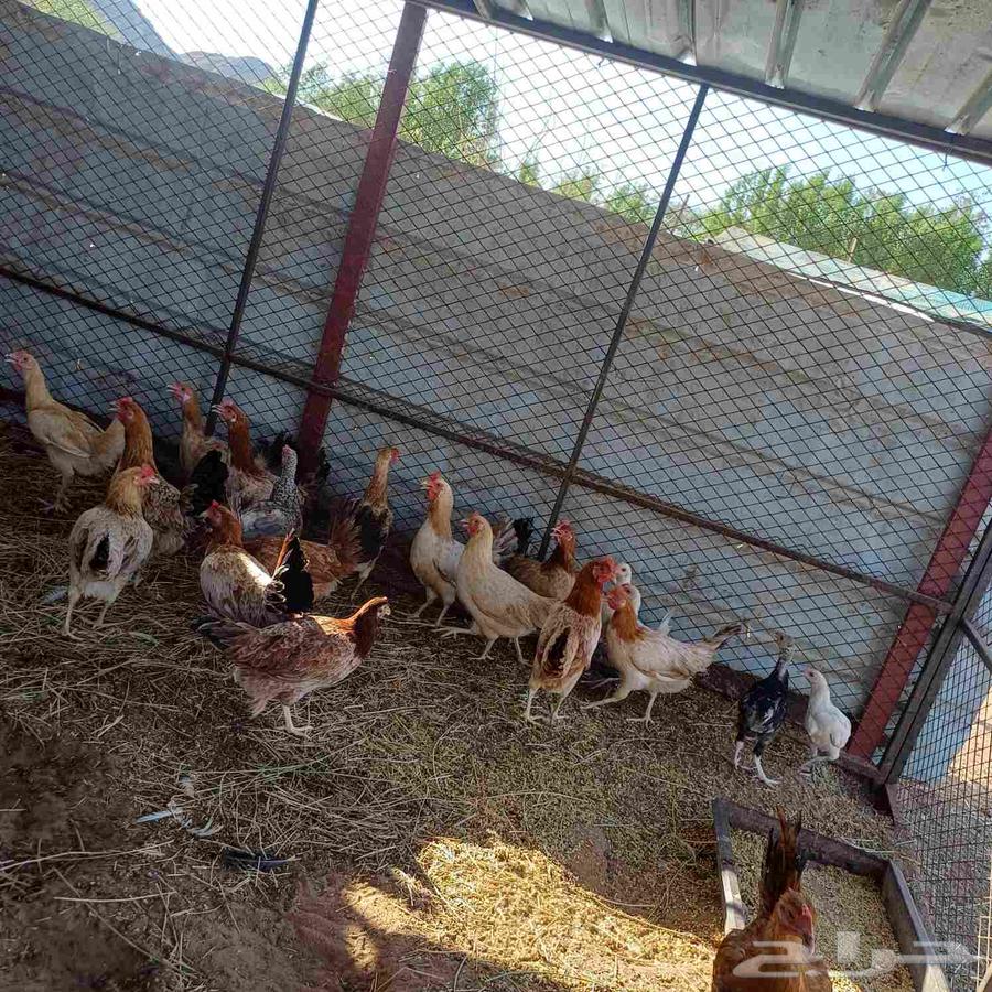 دجاج للبيع في مزارع اشواق64370727247489112