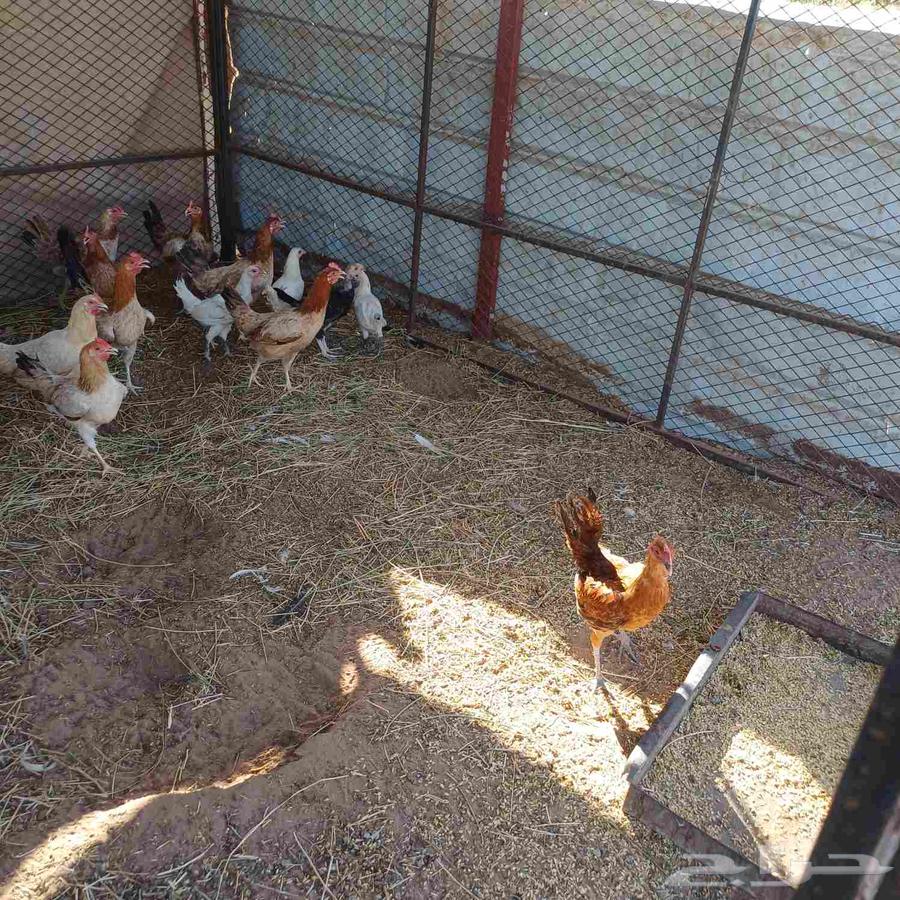 دجاج للبيع في مزارع اشواق64370727247489110