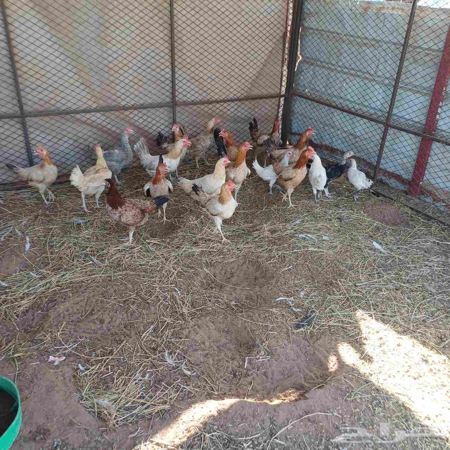 دجاج للبيع في مزارع اشواق64370727247489113