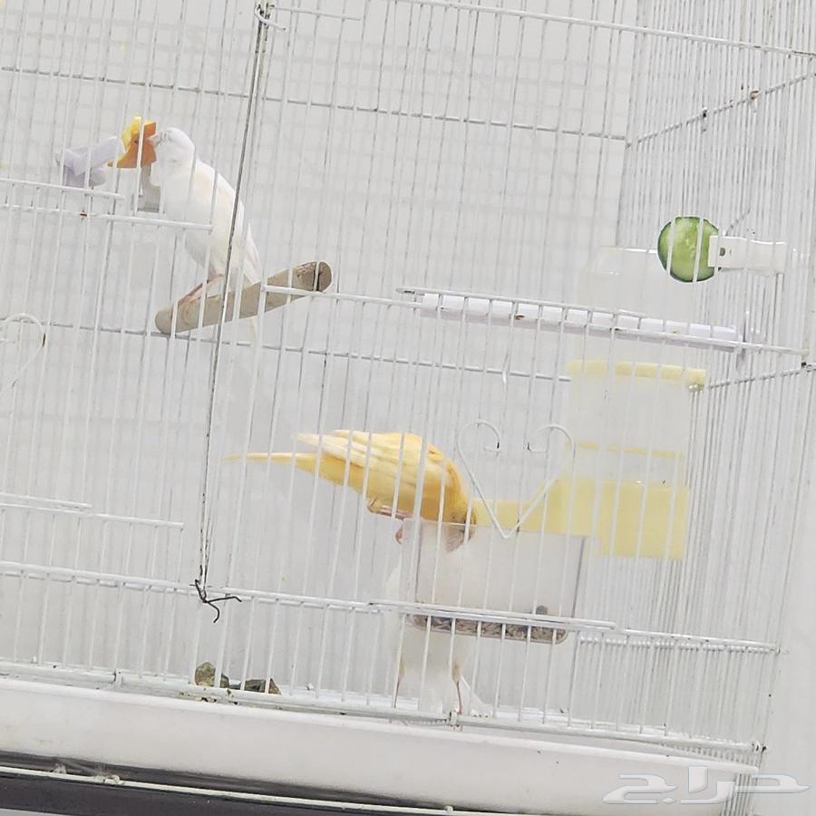 Male canaries ready for breeding and singing condition64367114761347113