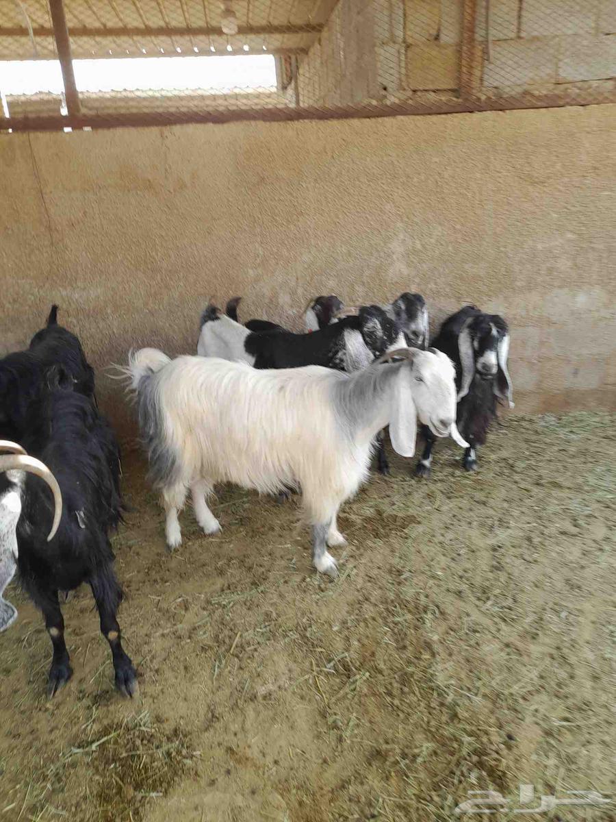 معزا. للبيع. سوق. العزيزية64365645212163111