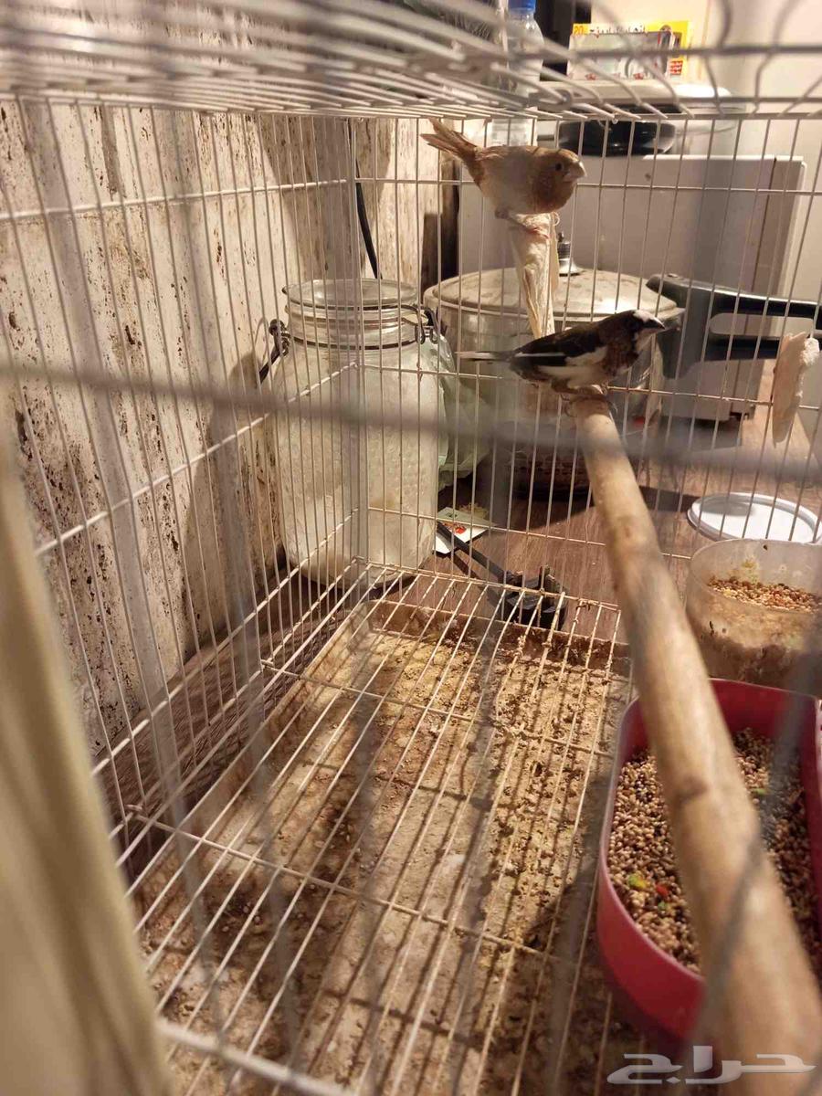 طائر الحسون البنغالي للبيع مع فراخه64371759542017111