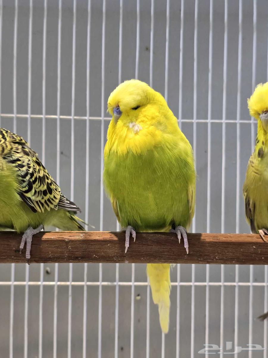 للبيع ذكر انجليزي نازل من ساس قوي64373049004163110