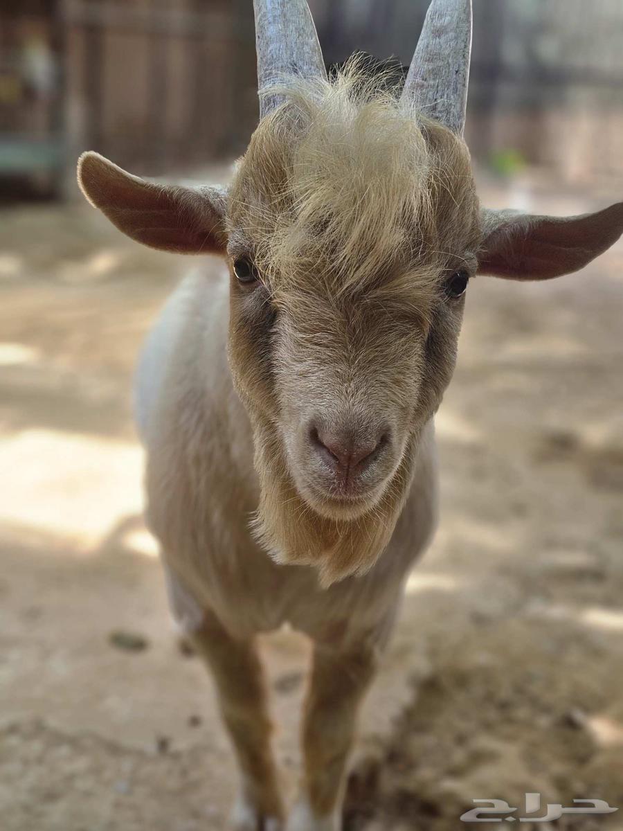 للبيع فحل ماعز قزم64368820627970112