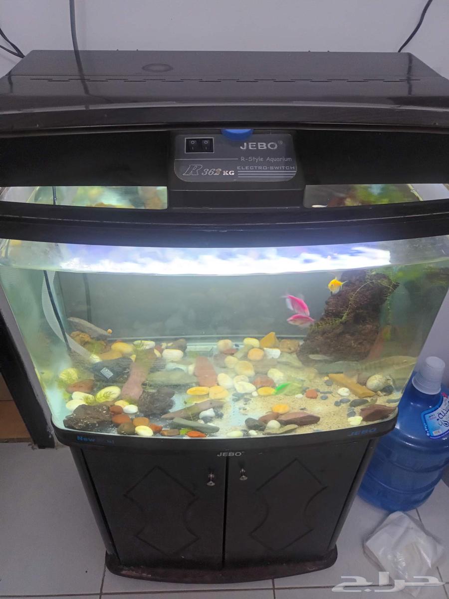 حوض سمك نظيف64372813340035111