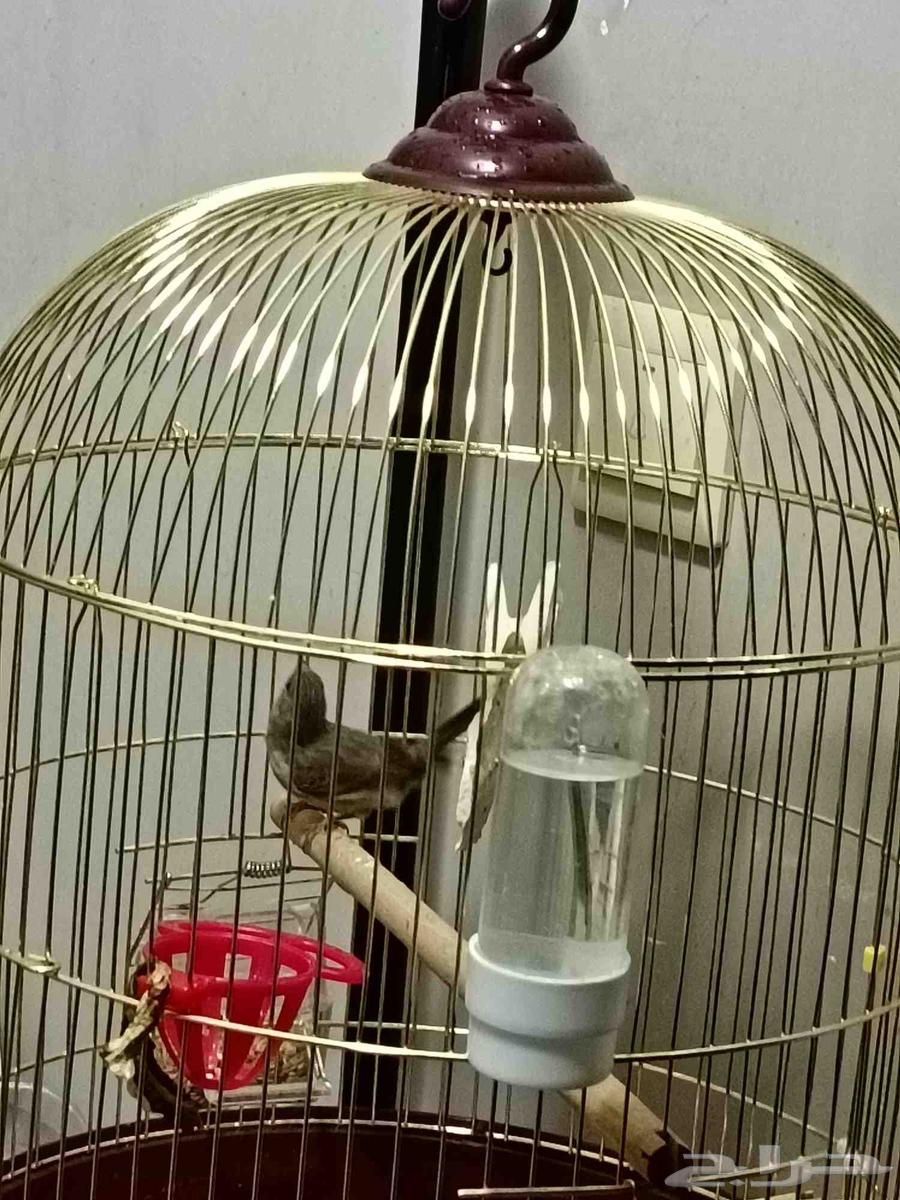 للبيع قري طايفي64372346078977111