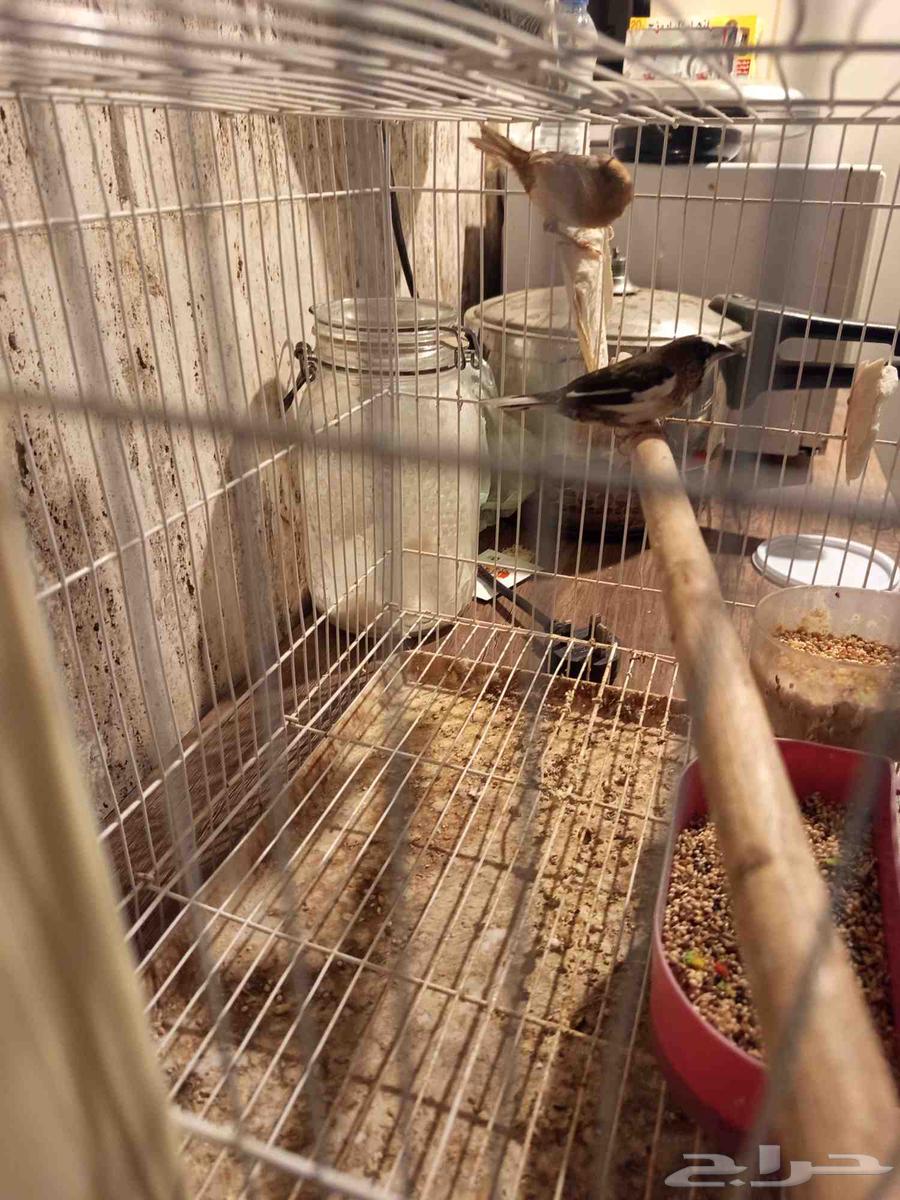 طائر الحسون البنغالي للبيع مع فراخه64371759542017112