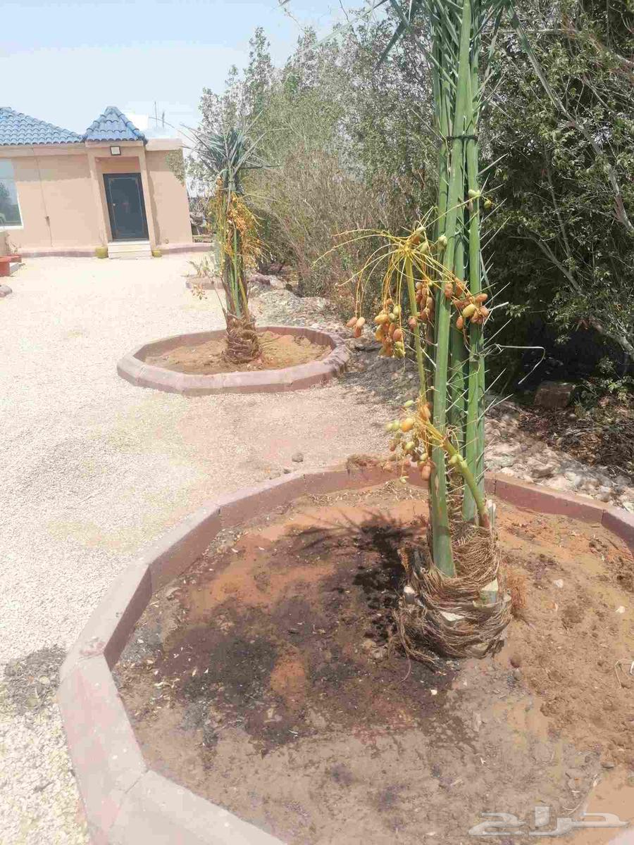 Palm trees64370554720641111