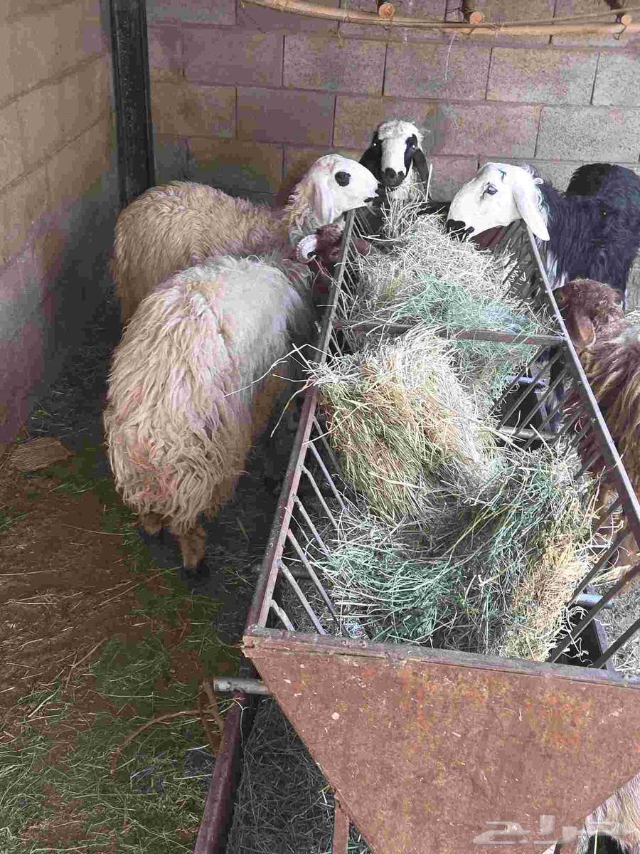 Sheep64371133180545111