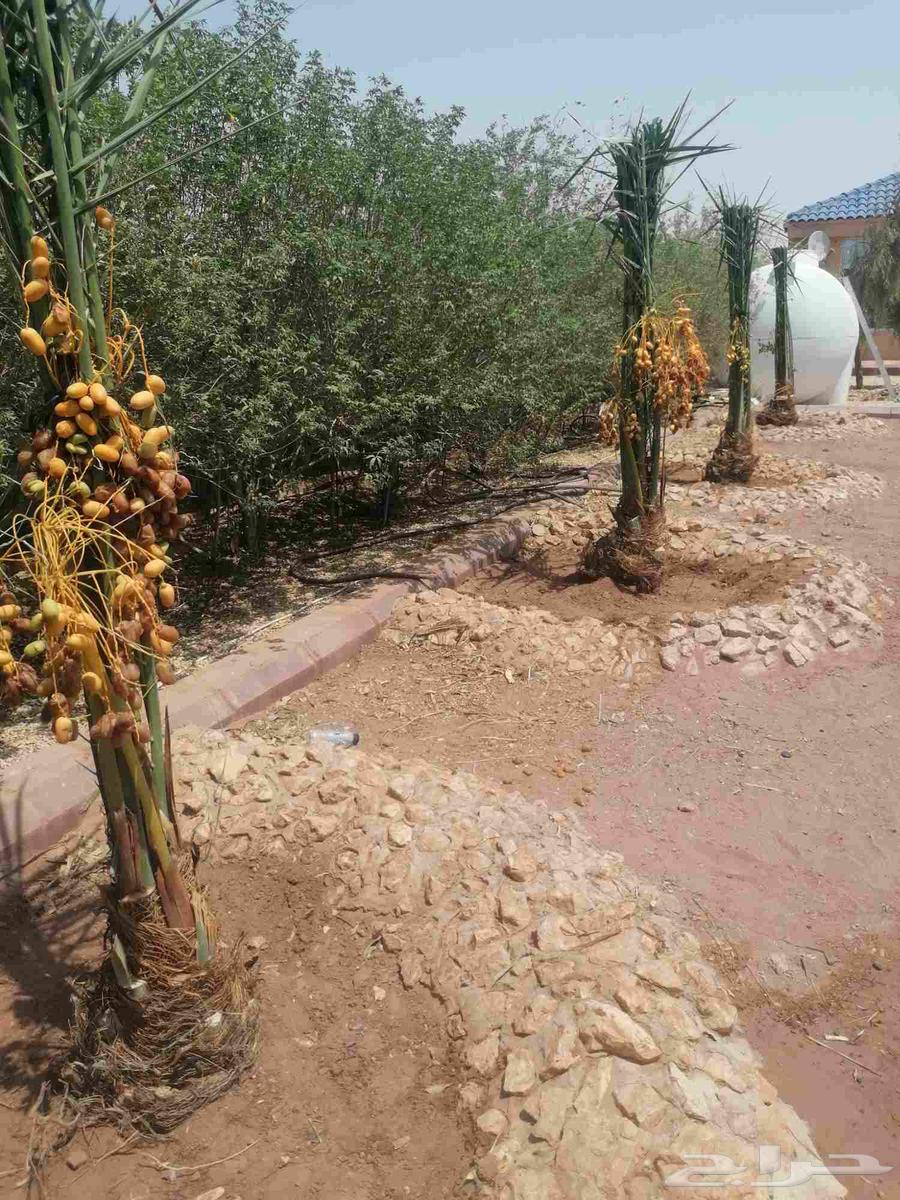 Palm trees64370554720641112