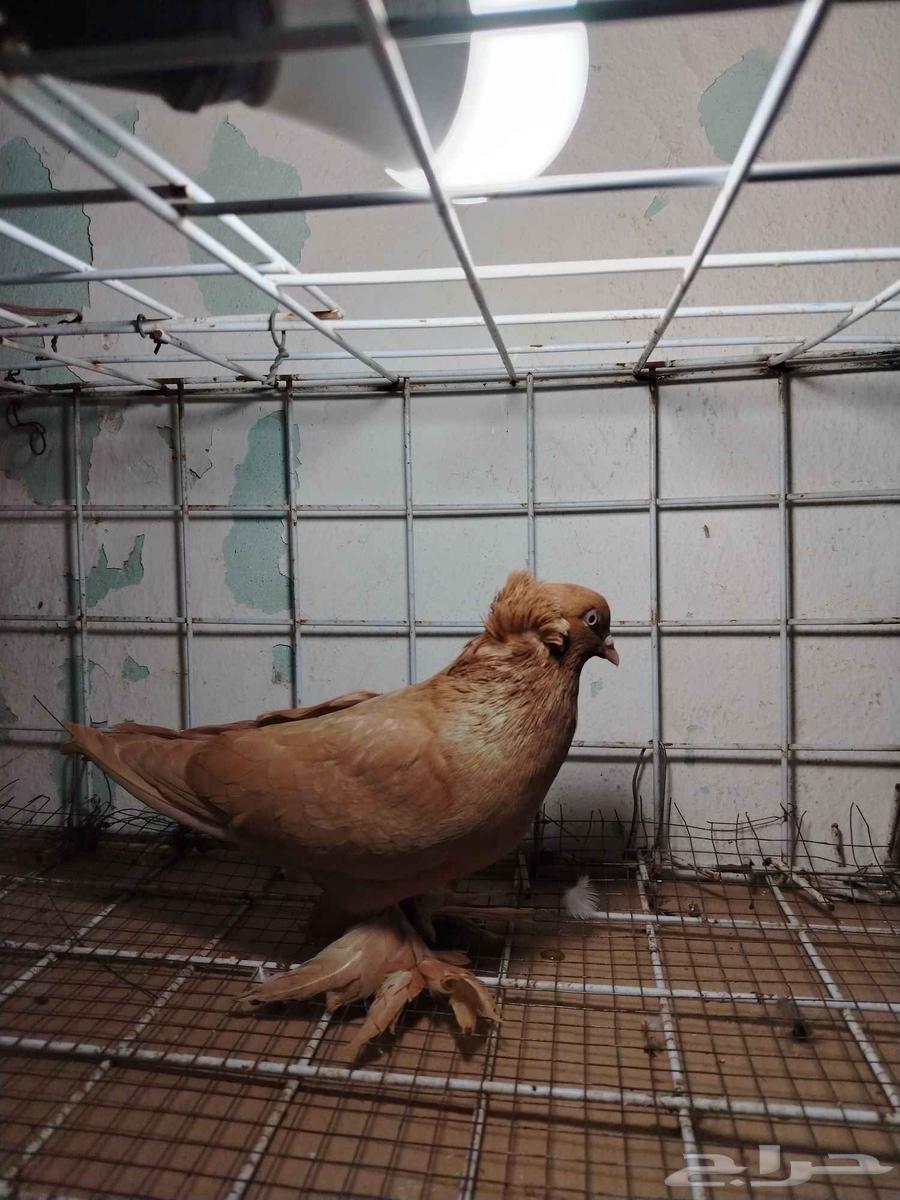 للبيع نثية عراقي أصفر64375037638785112