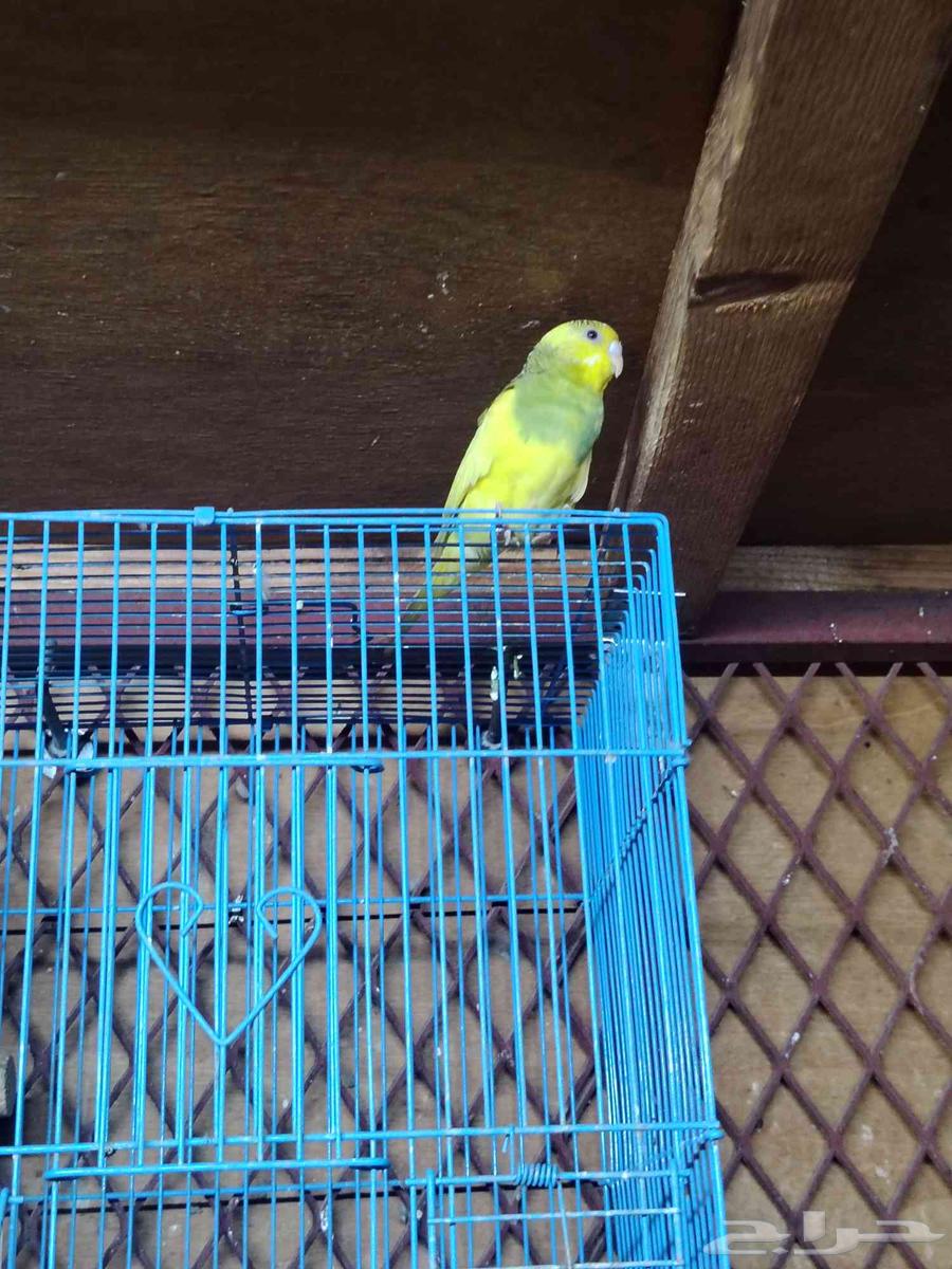 زوج بادجي تركيب جديد الصحة شرط بدون ملحقات. 9964363264455683112