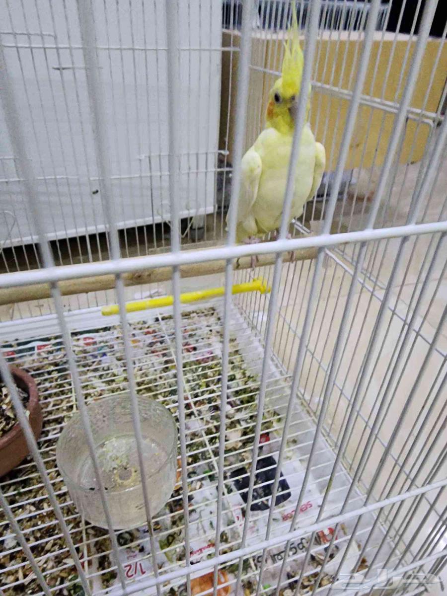 كرون للبيع64372565272578114