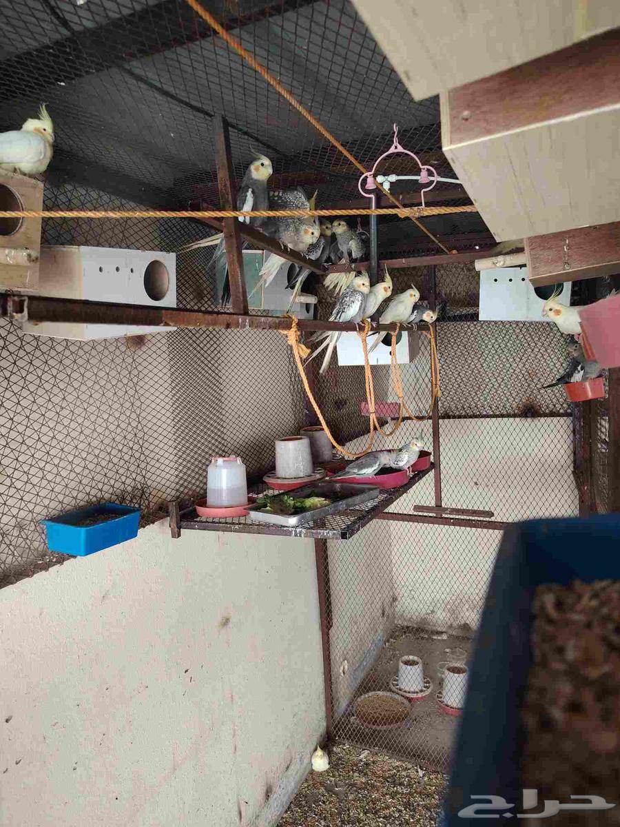 اجواز كروان للبيع64368966215555111