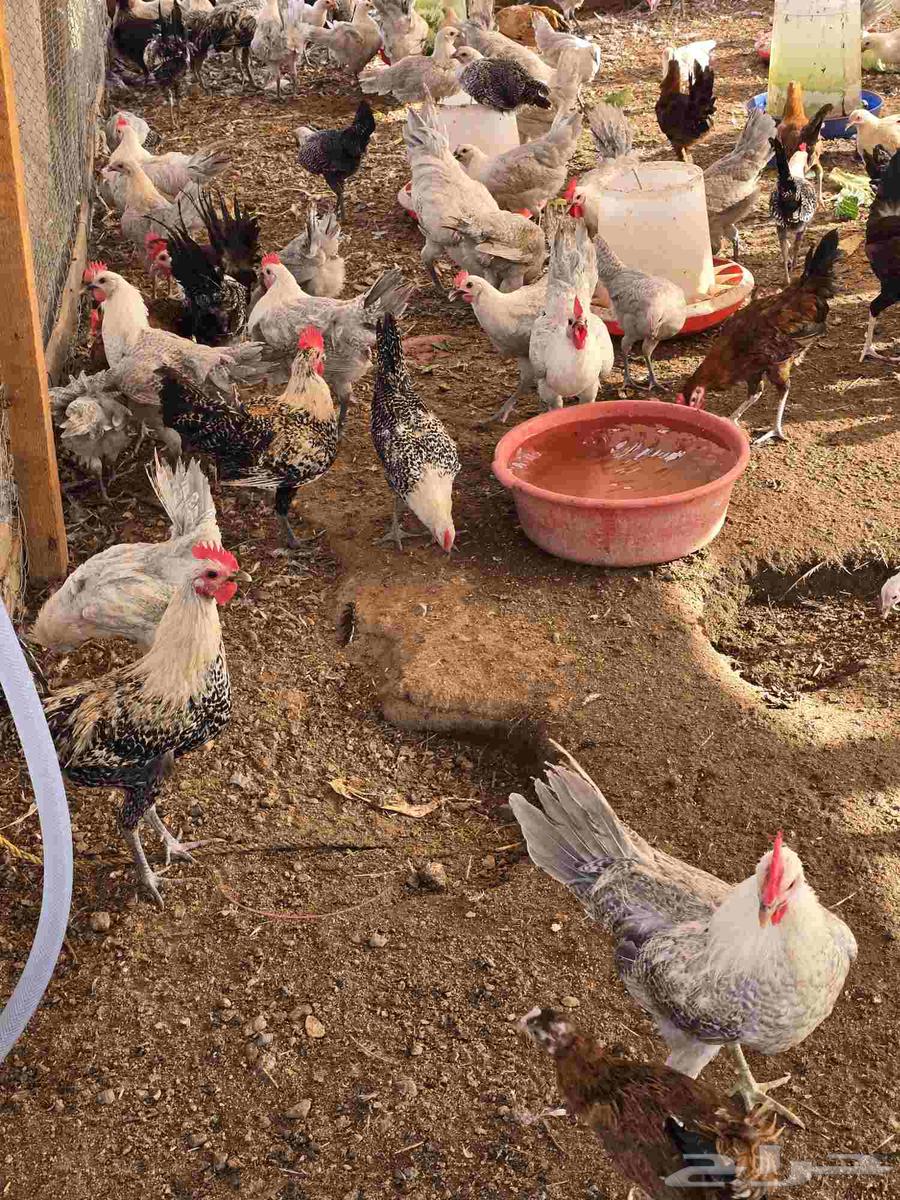 Fayoumi roosters, age 3.5 months for sale64371307007106114