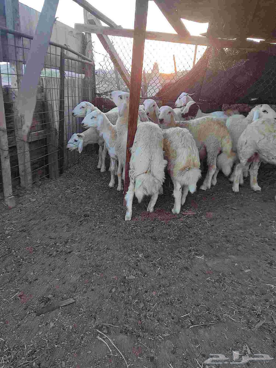 طليان حرية64368586534657112