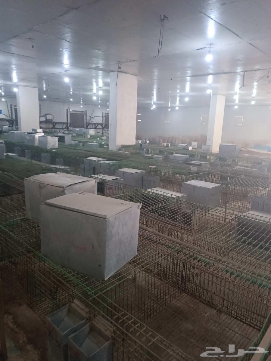 بطاريه ارانب نظام اوروبي مستعمله64375349004547110