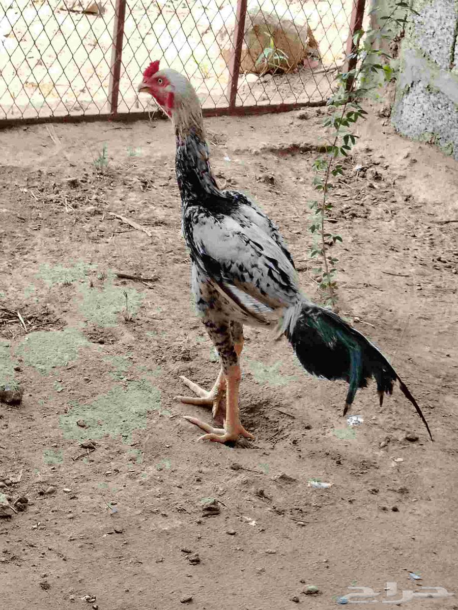 ديك باكستاني اصيل64366130591363111