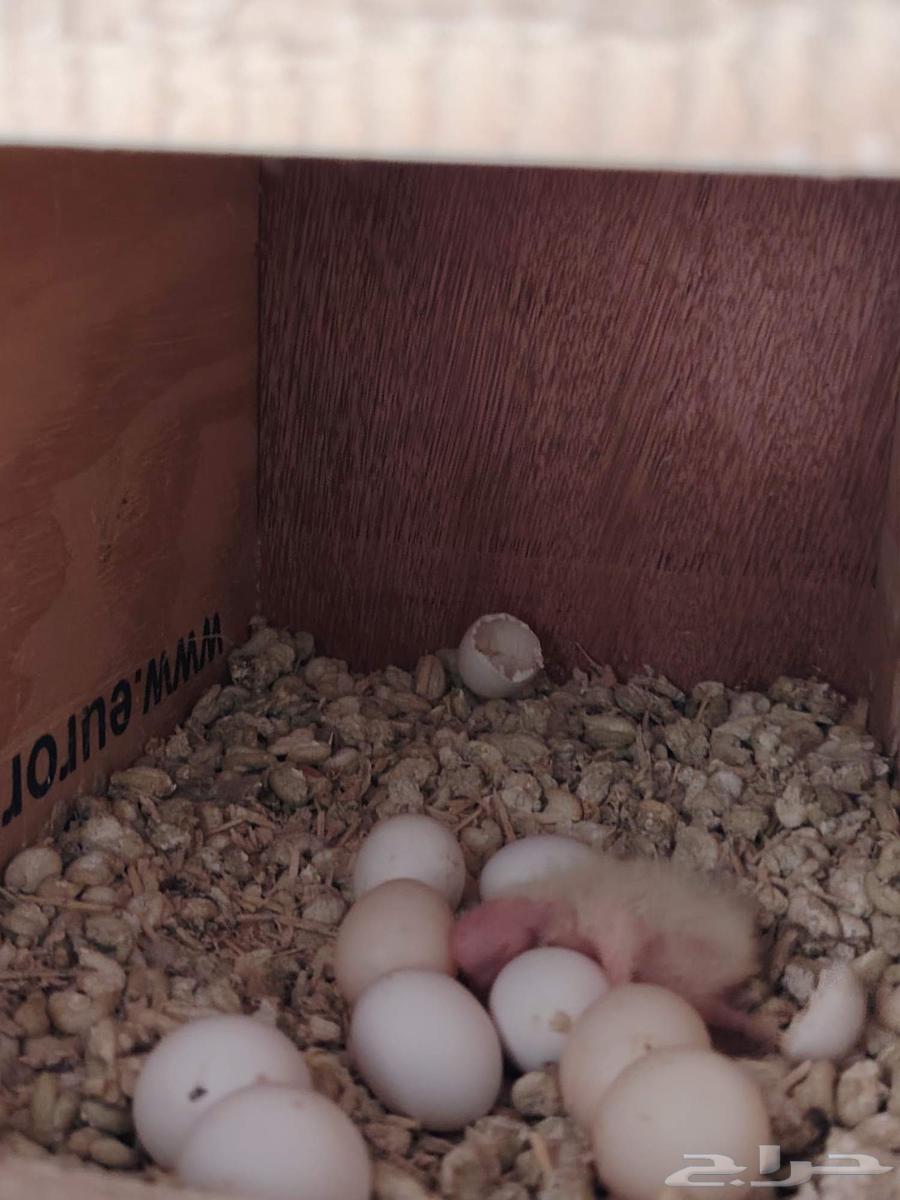 اجواز كروان للبيع64368966215555113