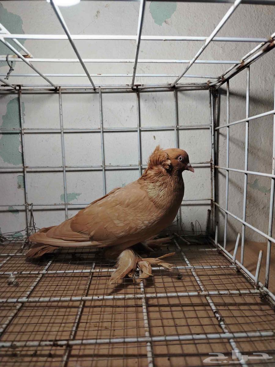 للبيع نثية عراقي أصفر64375037638785113